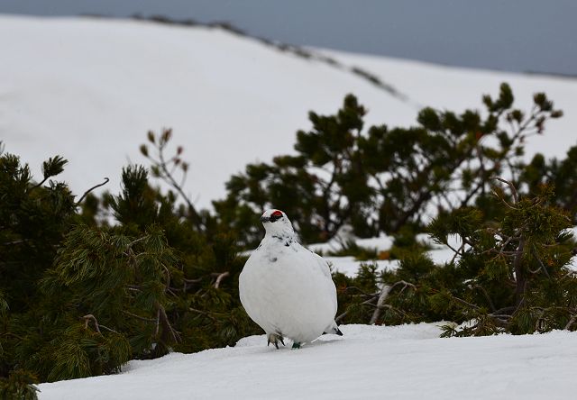 歩くオス雷鳥