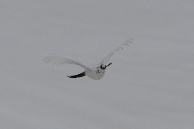 飛翔雷鳥