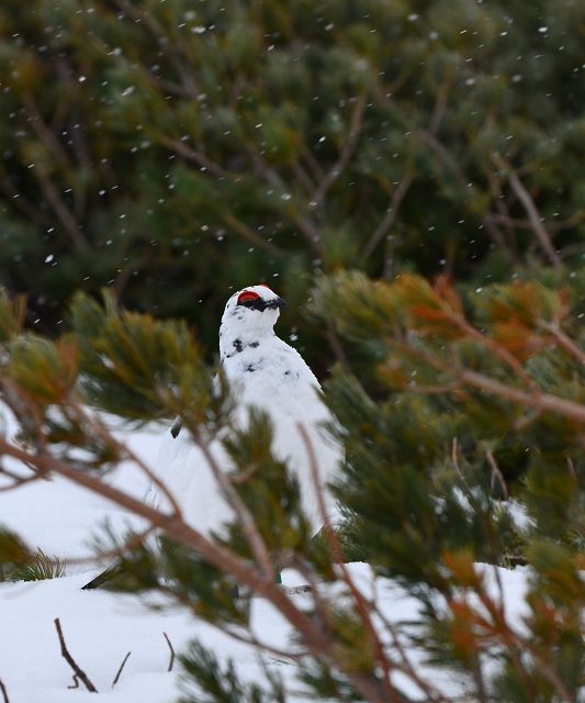 小雪舞う中のオス雷鳥