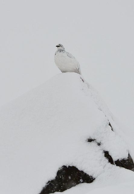 雪の日も真面目に見張り中、オス雷鳥、寒そう