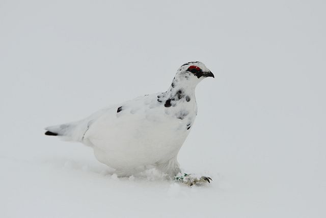 新雪の上でも、沈むことなく元気に歩き回る雷鳥