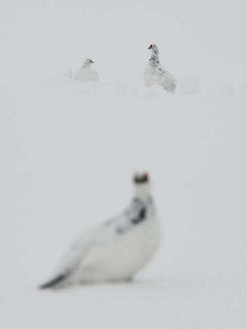 雷鳥のつがいとあぶれオス