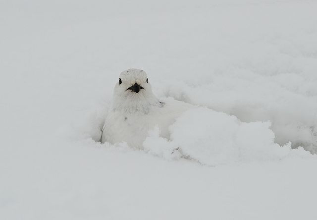 人間の靴跡の穴に潜り込んだメス雷鳥