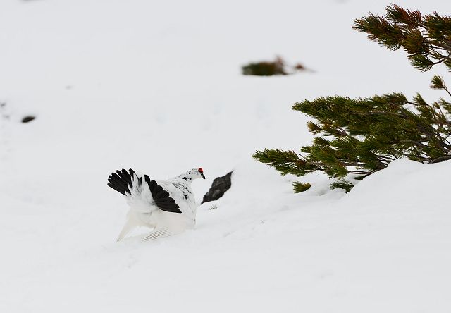 オス雷鳥、求愛行動中、ハイマツの陰にメス雷鳥