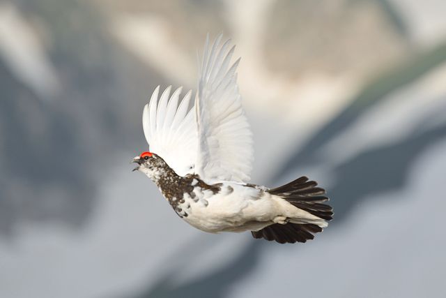 飛翔雷鳥