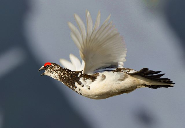 真横から、飛翔雷鳥