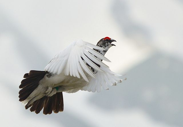 飛翔雷鳥