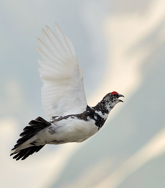 飛翔雷鳥