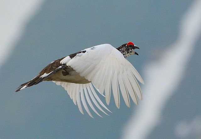 飛翔雷鳥