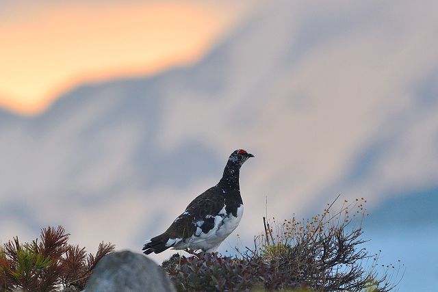 夕焼けと雷鳥