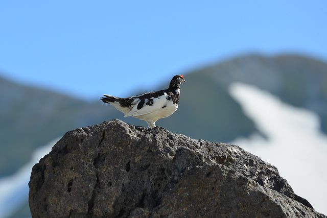 岩の上で見張りをする雷鳥