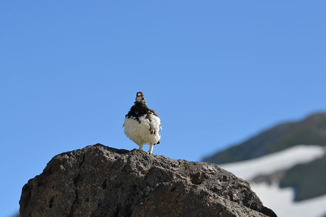 青空を背景に見張り雷鳥