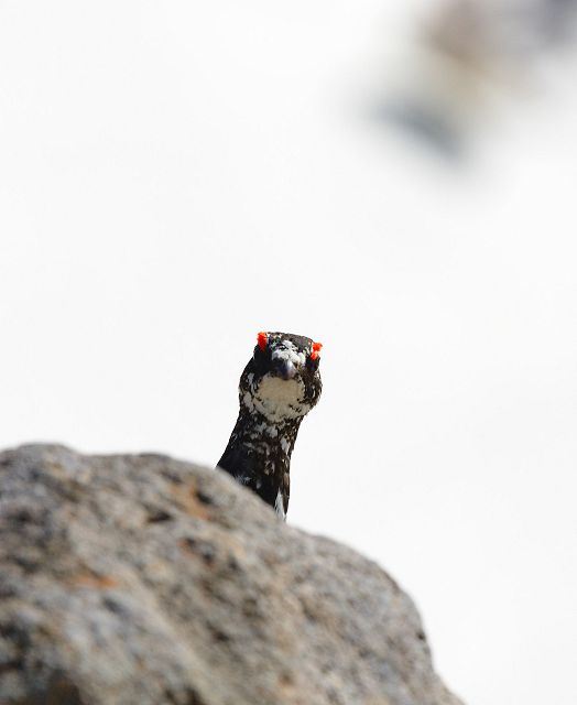 岩からひょっこり顔を出す雷鳥