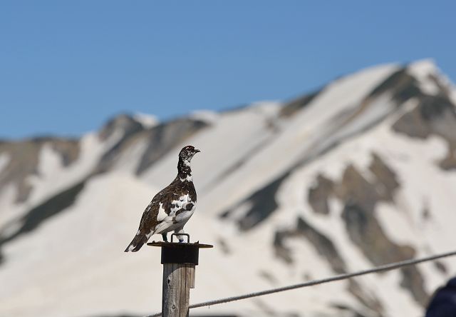 自然保護柵の杭に立つ雷鳥と奥大日岳