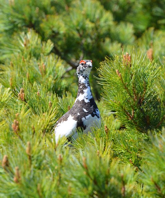 ハイマツの中に佇む雷鳥