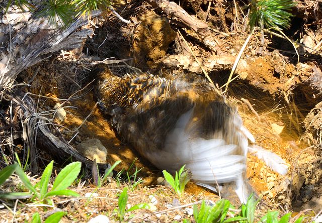 砂浴びするメス雷鳥