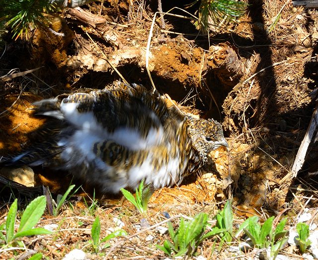 砂浴びするメス雷鳥