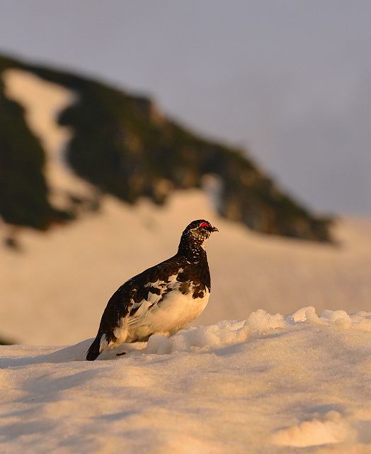 夕焼けに赤く染まる雷鳥