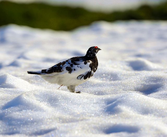 雪原を歩く雷鳥