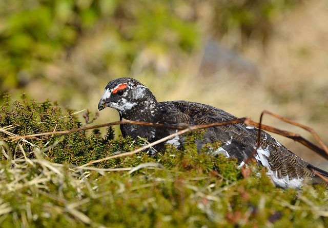 ガンコウランを食べるオス雷鳥