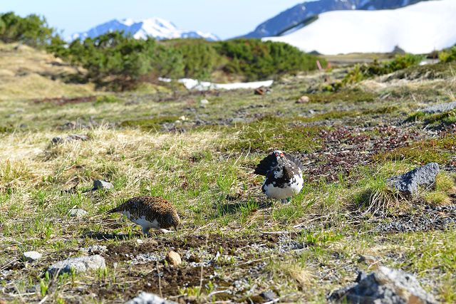 メスに近づき求愛行動を始めるオス雷鳥