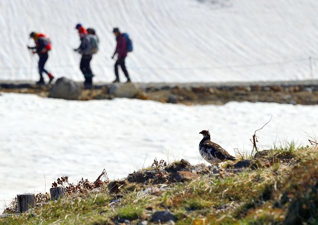 登山者と雷鳥