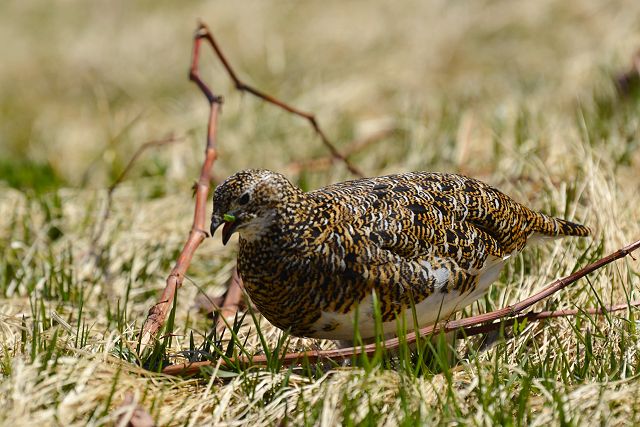 草むらのメス雷鳥