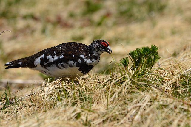 高山植物を食べるオス雷鳥