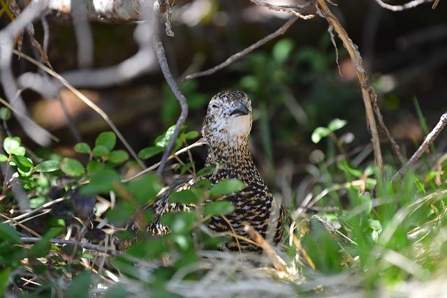 眠そうな顔でハイマツの木陰で休むメス雷鳥