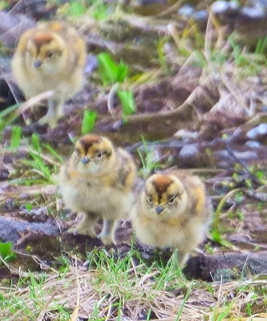 元気に歩き回るヒヨコ雷鳥