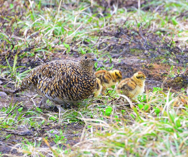 散歩する雷鳥親子