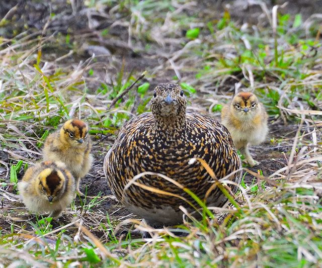 母雷鳥と雛 3羽