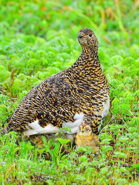 雷鳥の抱雛