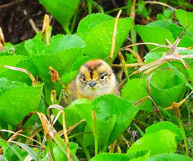 イワイチョウの葉の中のヒヨコ雷鳥