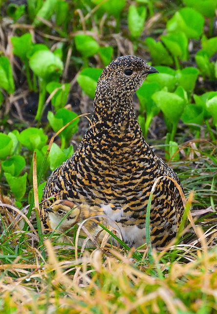 抱雛を終えて、お母さん雷鳥のお腹から出てきた雛