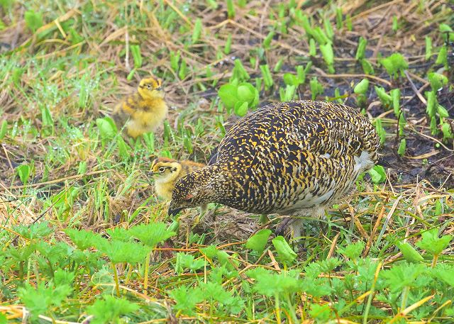 食事中の母雷鳥