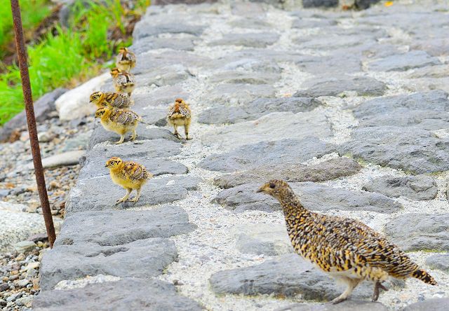 散歩中の雛 6羽と母雷鳥