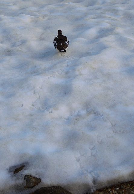 千鳥足で歩く雷鳥