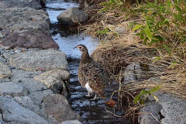 散策道脇の凍った排水溝を歩くメス雷鳥