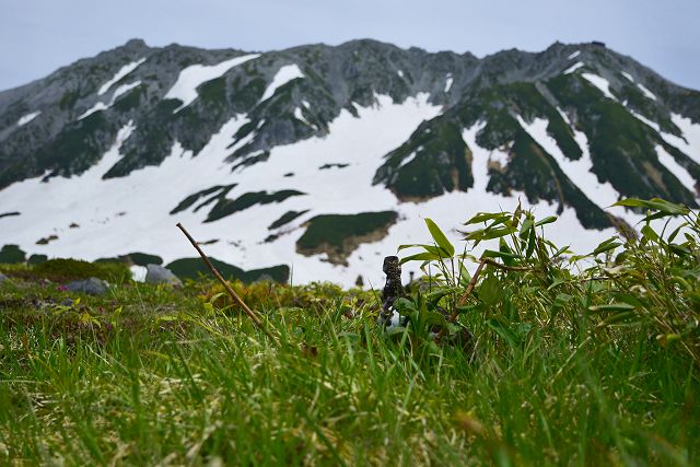 立山を眺める雷鳥