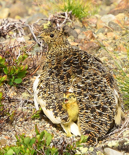 抱雛中の雷鳥、ひな1羽がお腹から出ようとしています