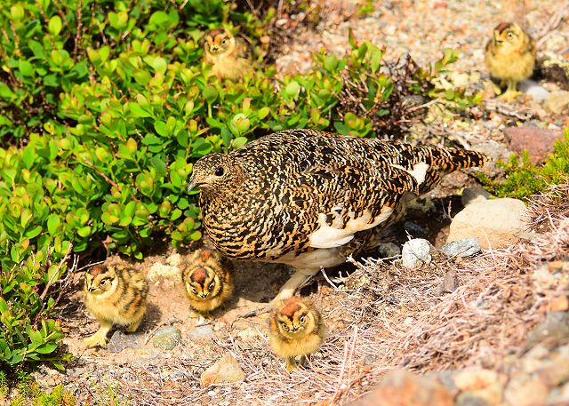 散歩する雷鳥親子