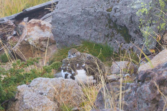 室堂平の「山４９岩」のところでうずくまるメス雷鳥