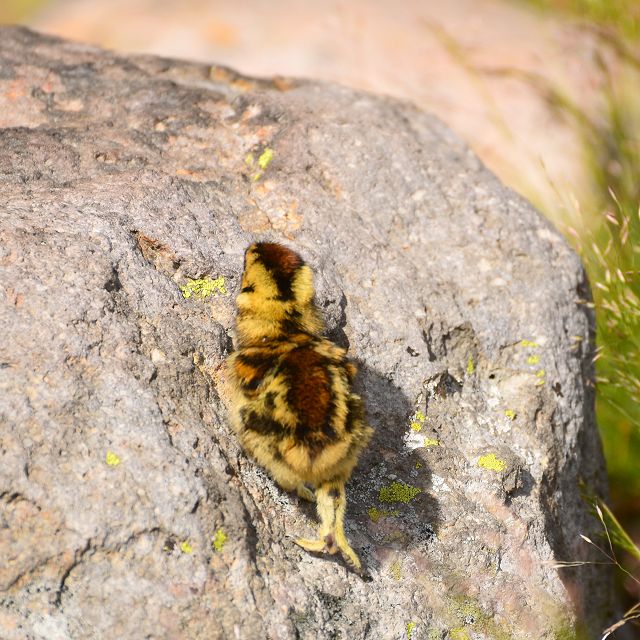 岩登りするヒヨコ雷鳥