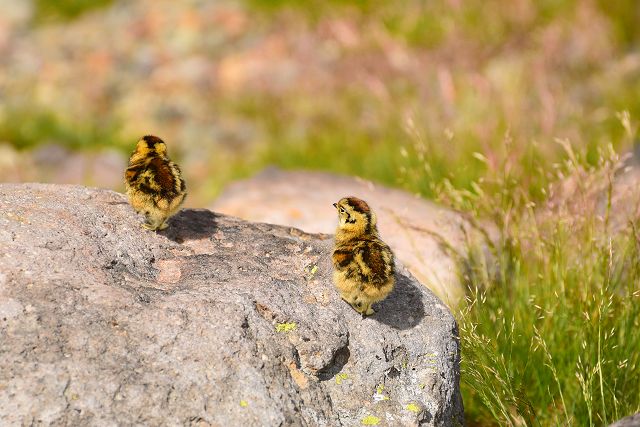 岩の上で一休みするヒヨコ雷鳥