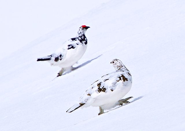 仲良く散歩するつがいの雷鳥