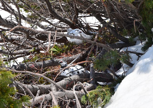 繁殖期初期、日中の雷鳥ペアはハイマツの木陰で休息