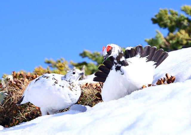 メス雷鳥に対して求愛行動するオス雷鳥