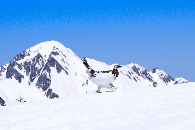 剱岳を背景に雪上をガシガシ歩く雷鳥