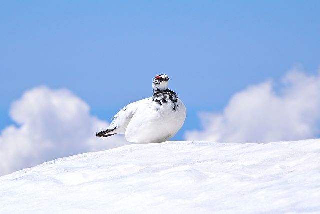 青空に雲と雷鳥